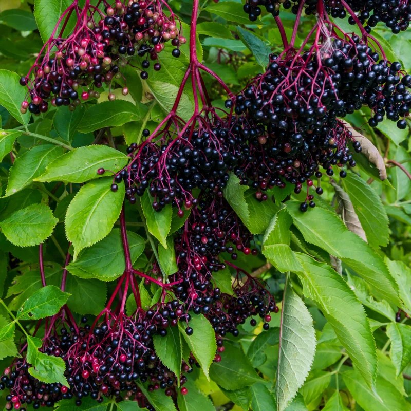 Elderberry Plants Rooted 6-8 Inches - Live Shrub - Garden Ready