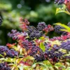 Elderberry Plants Rooted 6-8 Inches - Live Shrub - Garden Ready