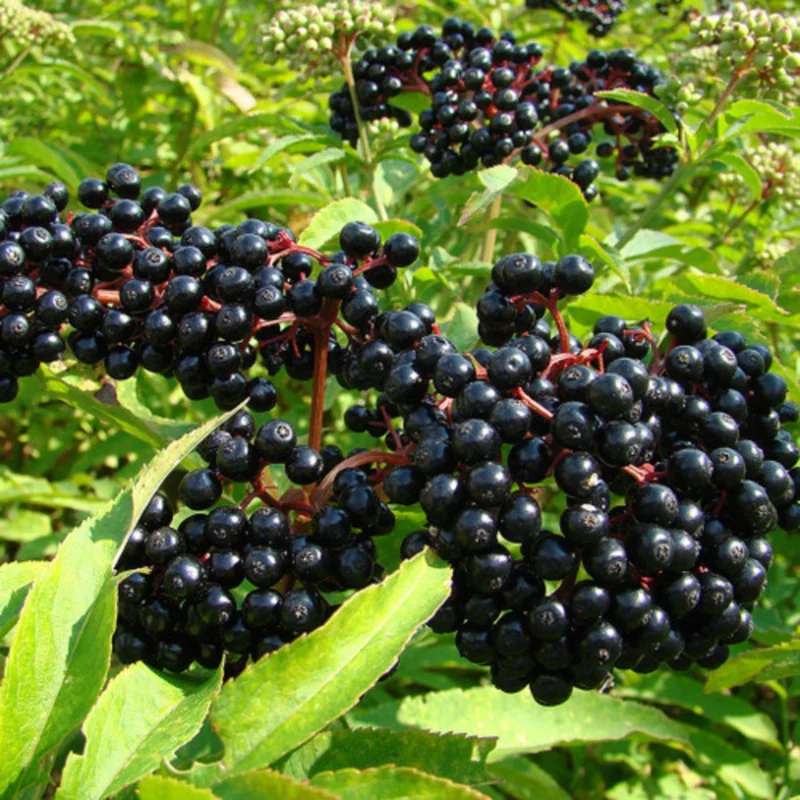 Elderberry Plants Rooted 6-8 Inches - Live Shrub - Garden Ready