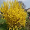 Forsythia Shrub Quart Pot - Spring Blooming Shrub