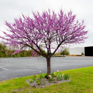 Eastern Redbud Tree - Quart Pot Size - Ornamental Tree