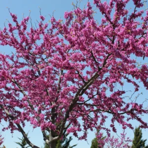 Eastern Redbud Tree - Quart Pot Size - Ornamental Tree
