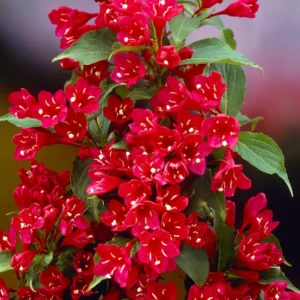Red Weigela Flower Bush Quart Pot Bright Red Flowers