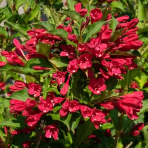 Red Weigela Flower Bush Quart Pot Bright Red Flowers