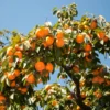 Persimmon Tree - Fruit Tree - Quart Pot - Not for CA, AZ, CO, ID, WA