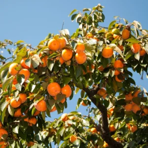 Persimmon Tree - Fruit Tree - Quart Pot - Not for CA, AZ, CO, ID, WA