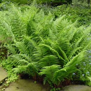 Lady Ferns 10 Bare Roots - Shade Loving Perennial Plants