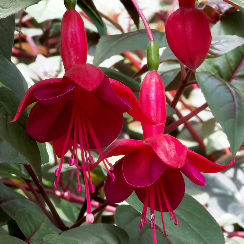 Red Fuchsia Plants - Live Ready to Plant - 4 Inch Size