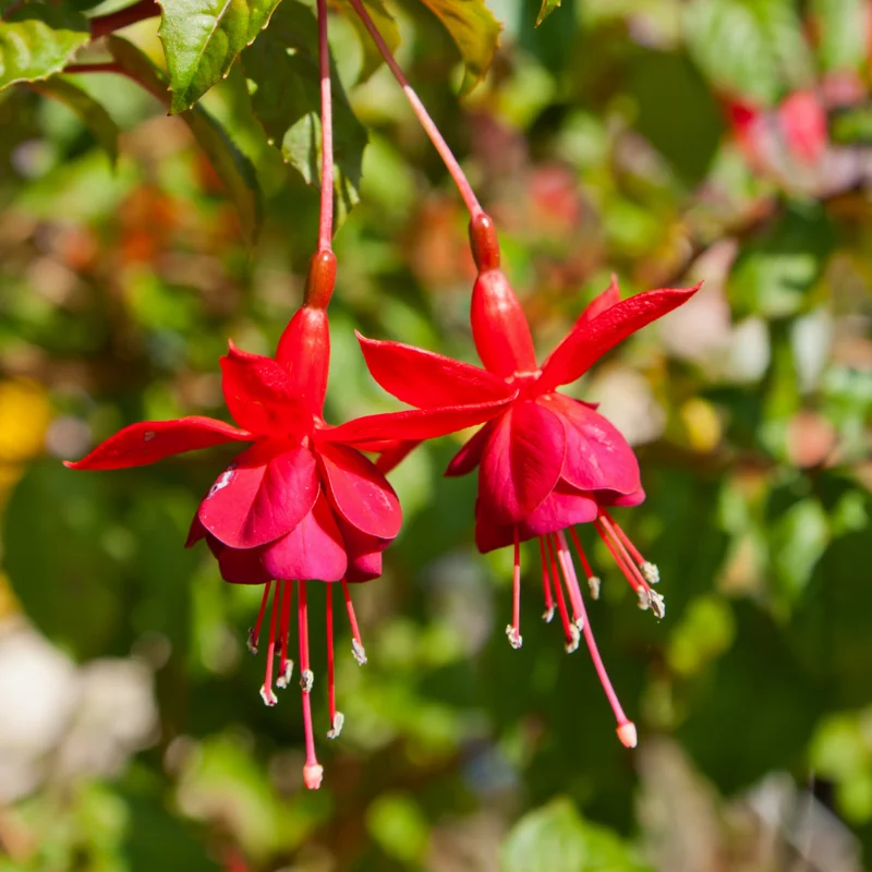 Red Fuchsia Plants - Live Ready to Plant - 4 Inch Size