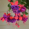 Blue Eyes Fuchsia Plants - 2 Pack - 4 to 6 Inches - Flowering Plant