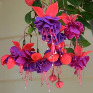 Blue Eyes Fuchsia Plants - 2 Pack - 4 to 6 Inches - Flowering Plant
