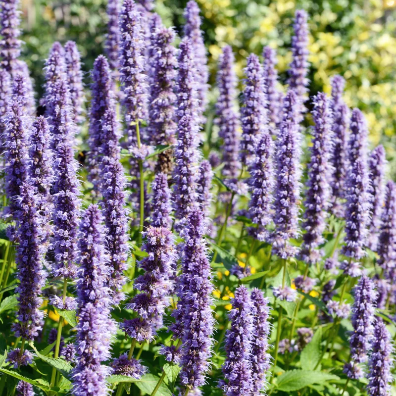 Lavender Agastache Hyssop Live Plant 3-5 Inch - Fragrant Blooms
