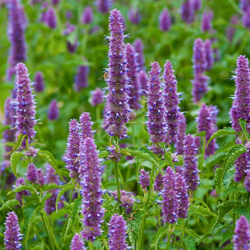 Lavender Agastache Hyssop Live Plant 3-5 Inch - Fragrant Blooms