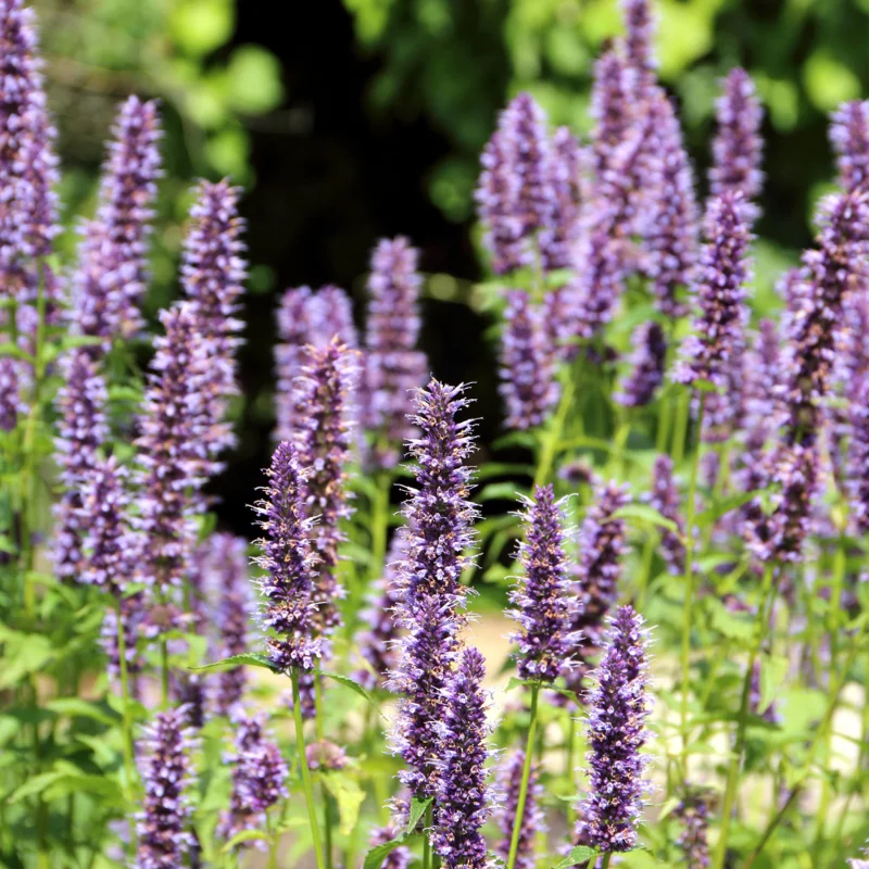 Lavender Agastache Hyssop Live Plant 3-5 Inch - Fragrant Blooms