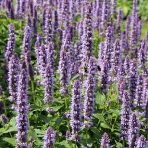 Lavender Agastache Hyssop Live Plant 3-5 Inch - Fragrant Blooms