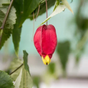 Chinese Lantern Abutilon Flowering Maple Live Plant 3-5 Inch, Unique Blooms