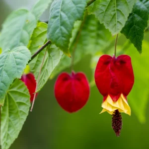 Chinese Lantern Abutilon Flowering Maple Live Plant 3-5 Inch, Unique Blooms