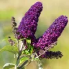 Dark Purple Butterfly Bush Buddleja Davidii Buzz - 3 to 5 Inch Plant