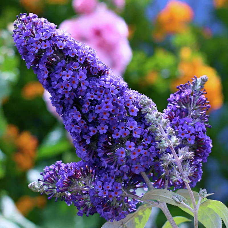 Dark Purple Butterfly Bush Buddleja Davidii Buzz - 3 to 5 Inch Plant