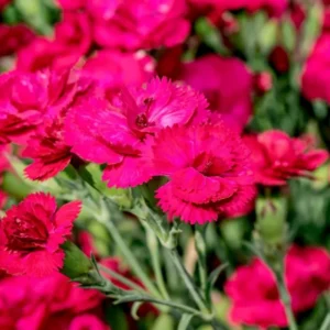 Dark Pink Carnation Trailing Plant - 3 to 5 Inch Flower