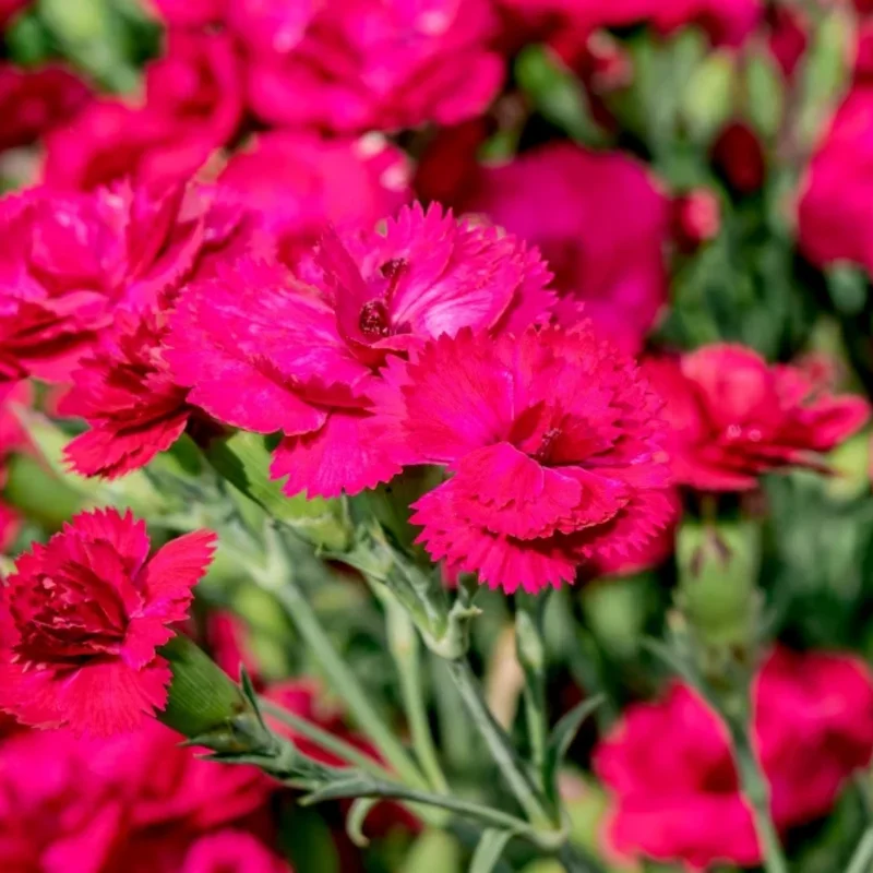 Dark Pink Carnation Trailing Plant - 3 to 5 Inch Flower