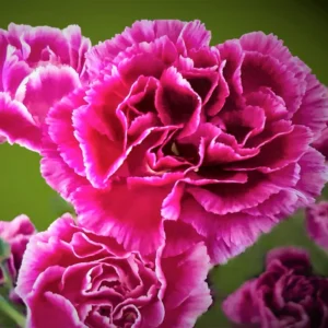 Dark Pink Carnation Trailing Plant - 3 to 5 Inch Flower