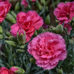 Dark Pink Carnation Trailing Plant - 3 to 5 Inch Flower