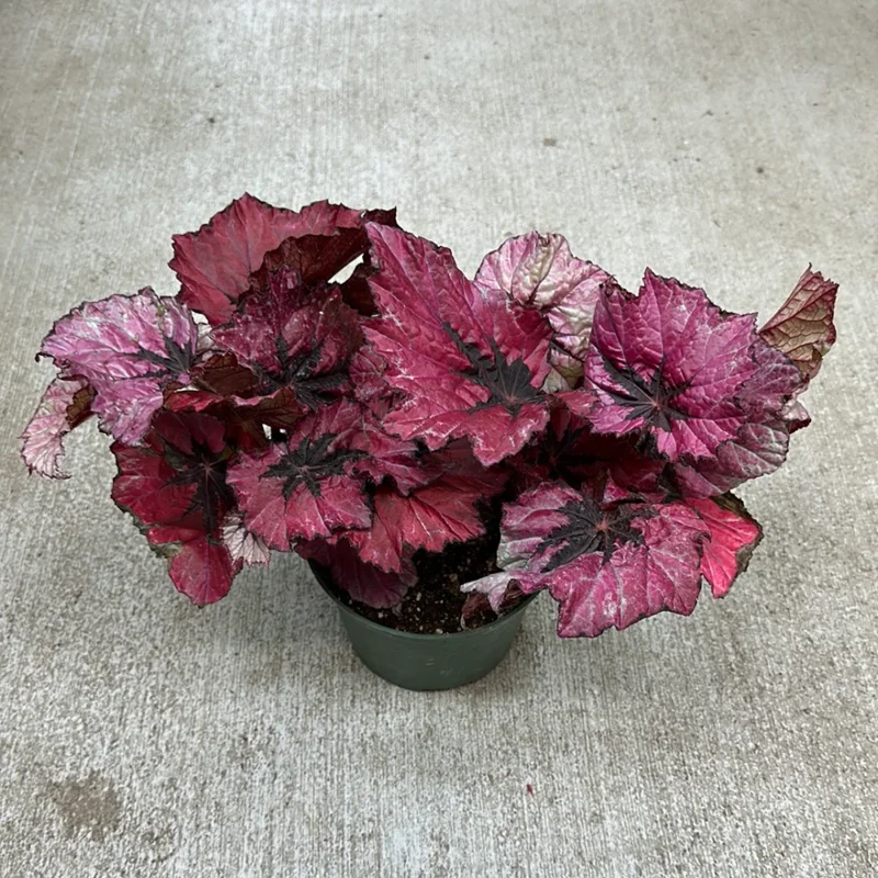 Red Begonia Plants - Set of 3 - Indoor/Outdoor - 4 Inch Red Leaf Begonia