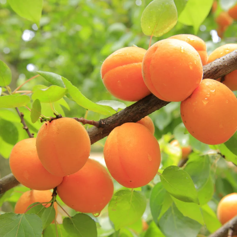 Hardy Apricot Tree Starter Plant - Edible Fruit Tree 7-10 Inch