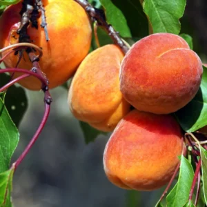 Hardy Apricot Tree Starter Plant - Edible Fruit Tree 7-10 Inch