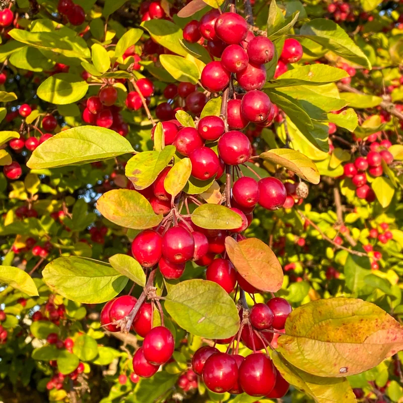 Crabapple Tree - Flowering Fruit Tree 7-10 Inch - Ornamental Tree