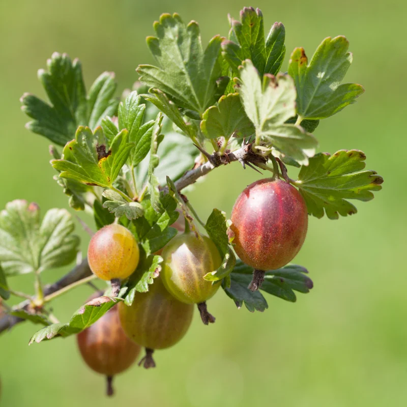 Pixwell Gooseberry Plant Rooted Starter 7-10 Inch - Easy Growing