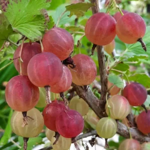 Pixwell Gooseberry Plant Rooted Starter 7-10 Inch - Easy Growing