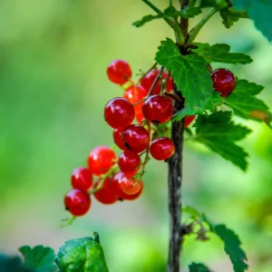 Red Currant Plant Bare Root 6-8 Inch - Garden Berry Bush
