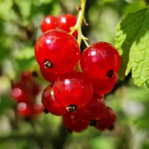 Red Currant Plant Bare Root 6-8 Inch - Garden Berry Bush
