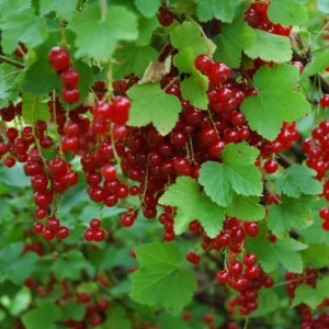 Red Currant Plant Bare Root 6-8 Inch - Garden Berry Bush