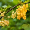 White Currant Plant Bare Root 6-8 Inch Fruit Bush