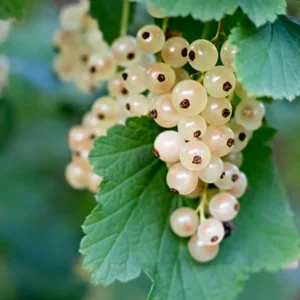 White Currant Plant Bare Root 6-8 Inch Fruit Bush