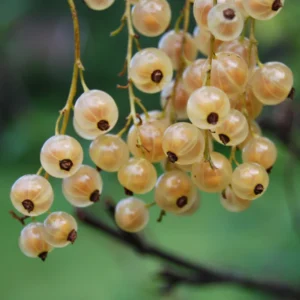 White Currant Plant Bare Root 6-8 Inch Fruit Bush