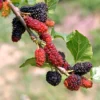 Red Mulberry Plant Edible Bare Root 6-8 Inch Tree