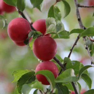 American Plum Plant Bare Root - 6-8 Inch - Easy to Grow Fruit Tree