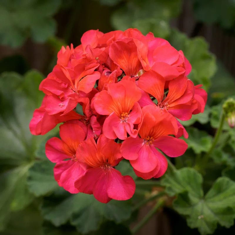 Salmon Geranium Plant - 6-8 Inch Potted Flower - Vibrant Salmon Blooms
