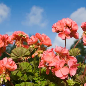 Salmon Geranium Plant - 6-8 Inch Potted Flower - Vibrant Salmon Blooms