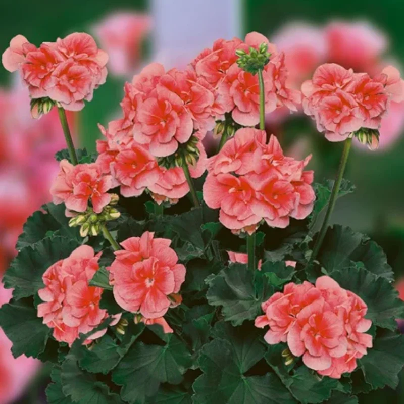 Salmon Geranium Plant - 6-8 Inch Potted Flower - Vibrant Salmon Blooms