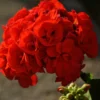 Red Geranium Plant 6-8 Inch Potted Flower Garden Patio