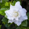 Gardenia Plant 'Frostproof' Cape Jasmine - 10-12 Inch Potted Shrub