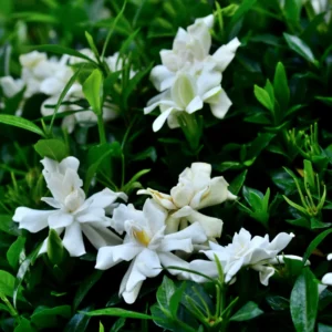 Gardenia Plant 'Frostproof' Cape Jasmine - 10-12 Inch Potted Shrub