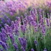 Goodwin Creek Lavender Plant - 3-5 Inch Potted Herb