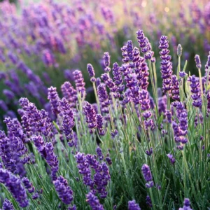 Goodwin Creek Lavender Plant - 3-5 Inch Potted Herb