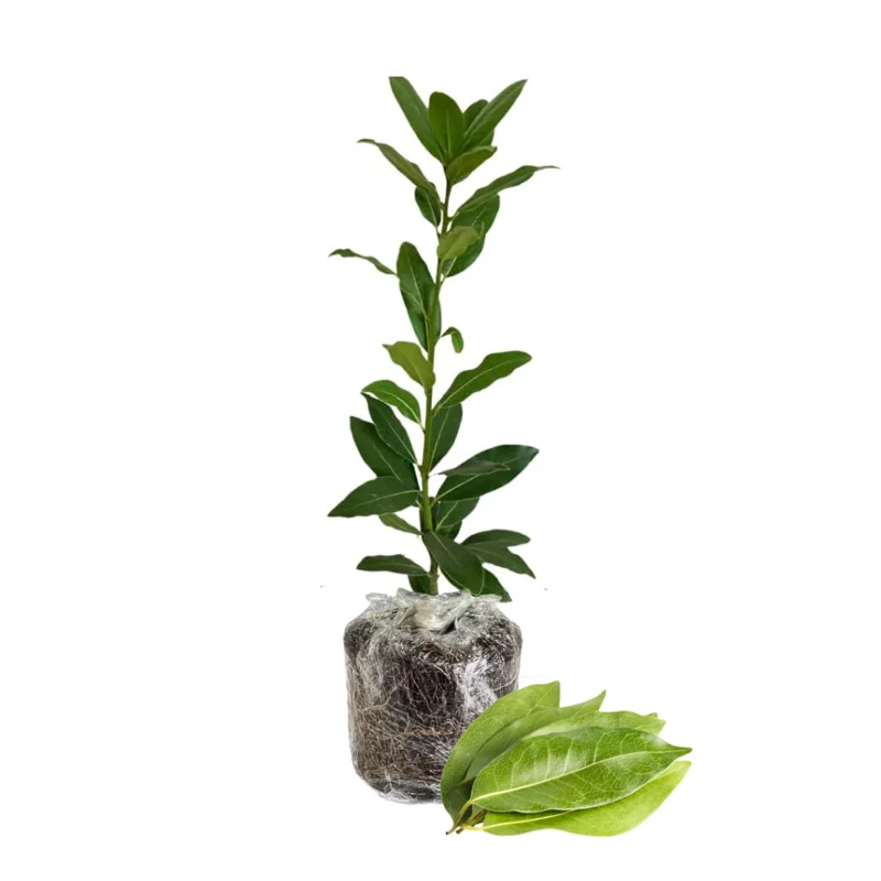 Bay Leaf Plant - Sweet Laurel - 5-7 inch - Culinary Herb